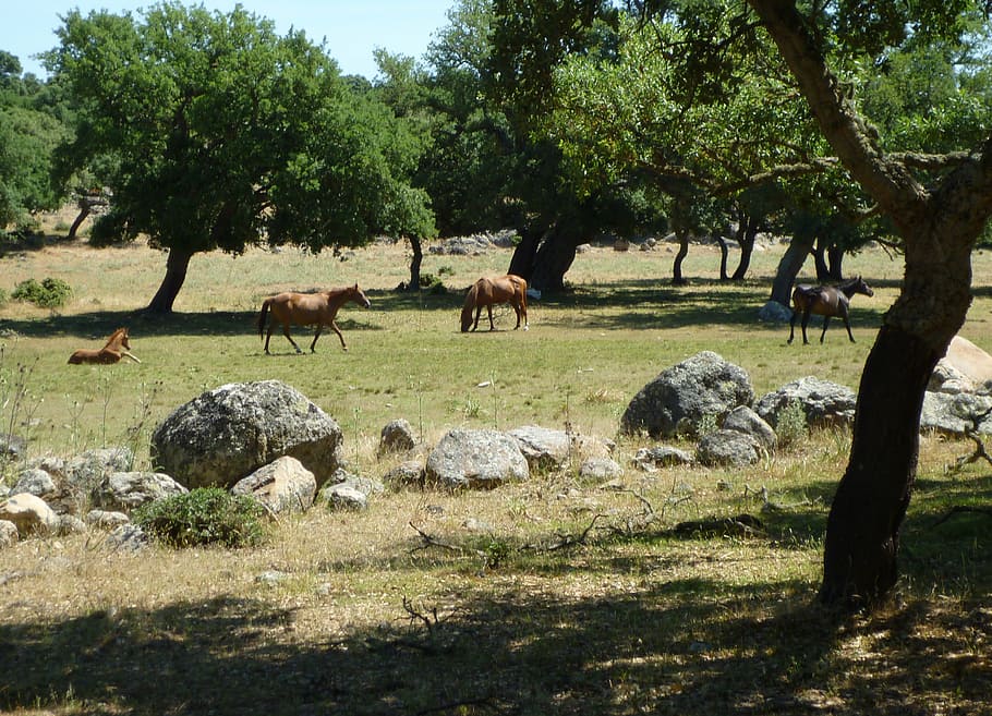 paddock, coupling, horses, plant, tree, mammal, animal themes HD wallpaper
