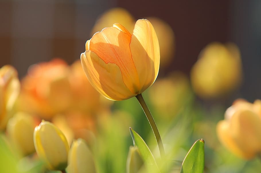 selective focus photography of yellow tulip flower, bright HD wallpaper