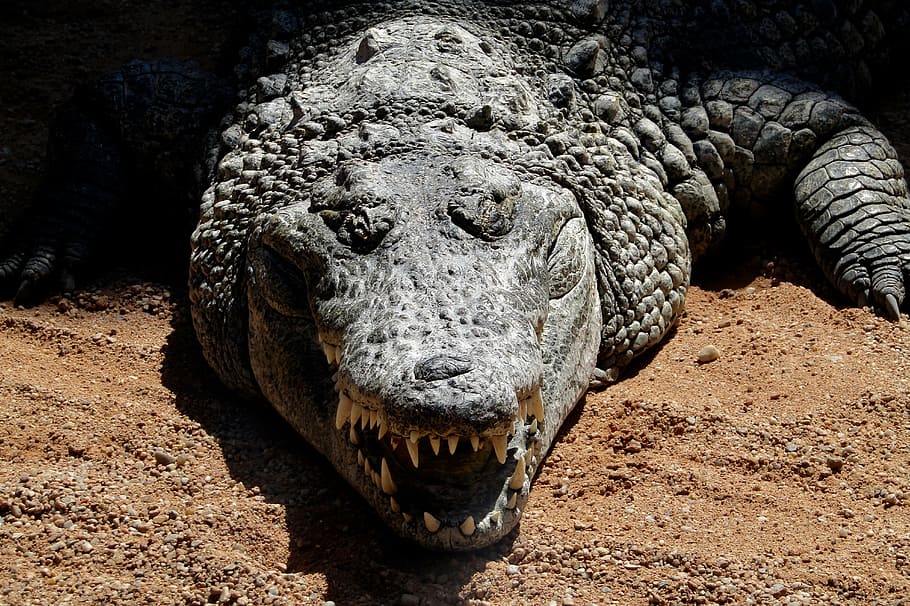 crocodile, animal, zoo, species in danger of extinction, crocodilian, HD wallpaper