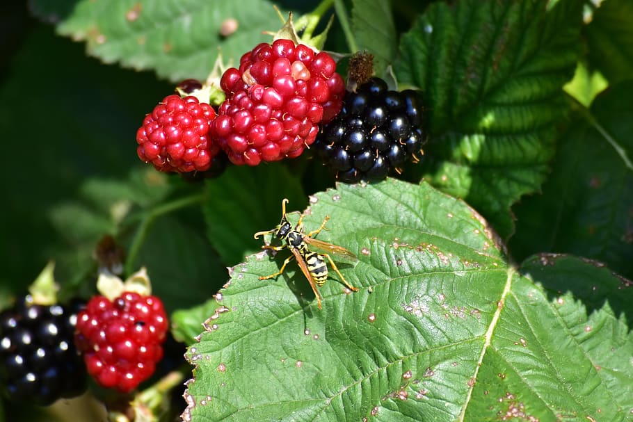nature, fruit, wasp, leaf, plant part, healthy eating, green color HD wallpaper