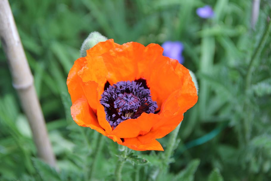 spring, flowers, poppy, flowering plant, freshness, close-up HD wallpaper