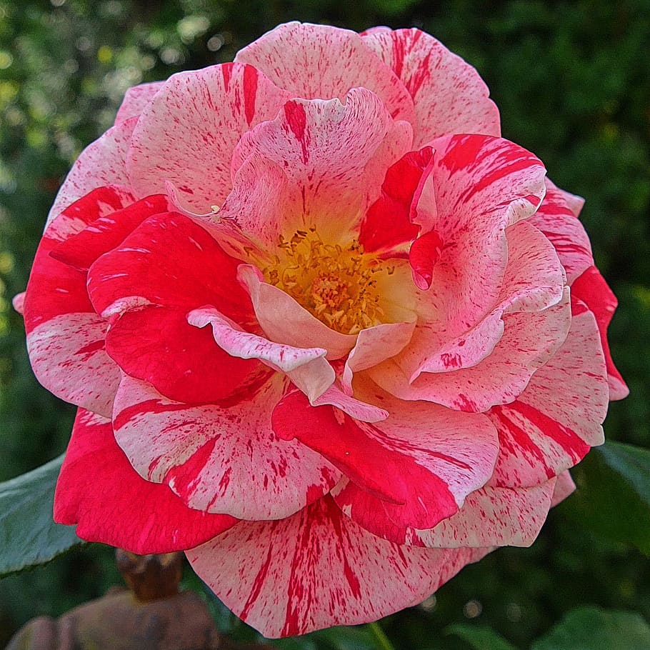 rose, flowers, red, flowering plant, fragility, petal, vulnerability HD wallpaper
