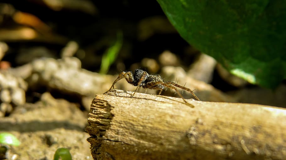 spider, macro, arthropod, insect, animal, garden, arthropods HD wallpaper
