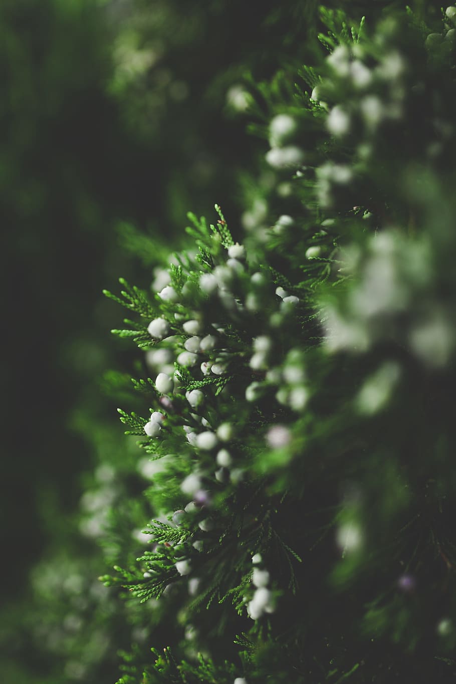 green, plants, nature, garden, growth, selective focus, beauty in nature