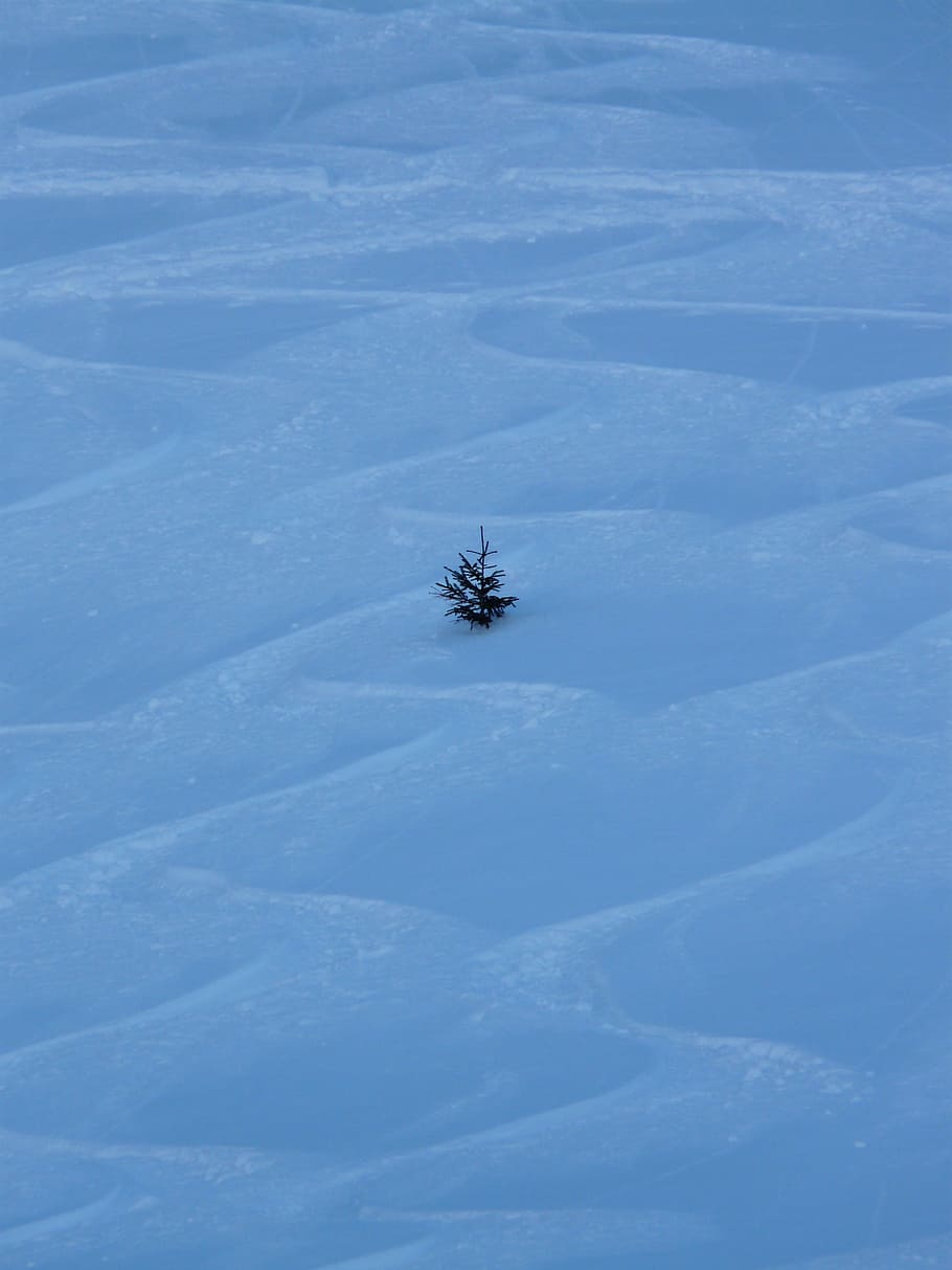 Fir, Tree, Wintry, Winter, Traces, skiing, wag, departure, deep snow HD wallpaper