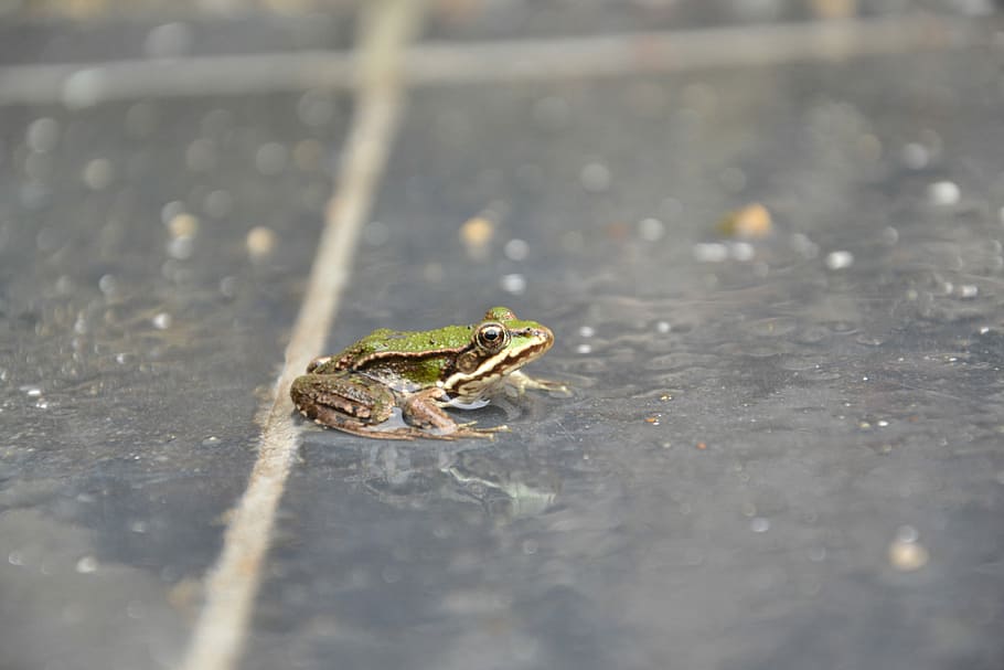 green frog, green and brown frog on floor, water, rain, linwe