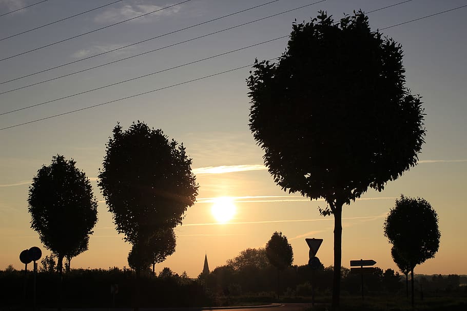 sunset, trees, back light, nature, sunbeam, golden october HD wallpaper