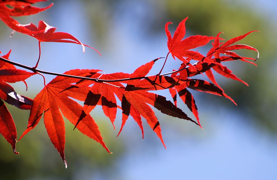 red, leaves, fall, autumn, autumn leaves, maple leaf, orange HD wallpaper