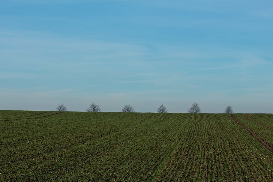 landscape, trees, horizon, field, sky, nature, environment HD wallpaper