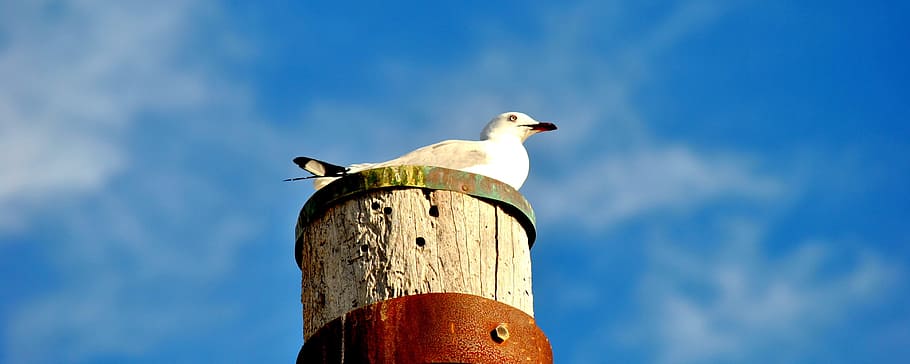 Seagull, Sky, Blue, Blue, Bird, animal, nature, outdoors, low angle view HD wallpaper