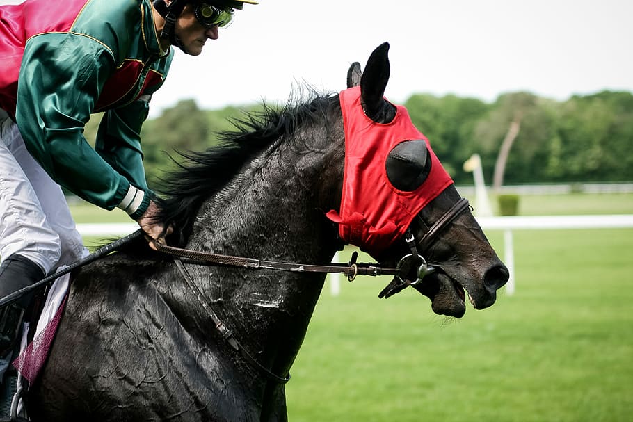 Horse Racing, animals, sport, horseracing Track, equestrian Event, HD wallpaper