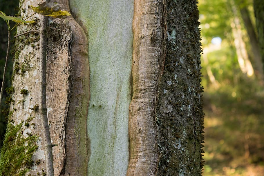 bark, tree, tribe, nature, log, plant, tree trunk, no people HD wallpaper