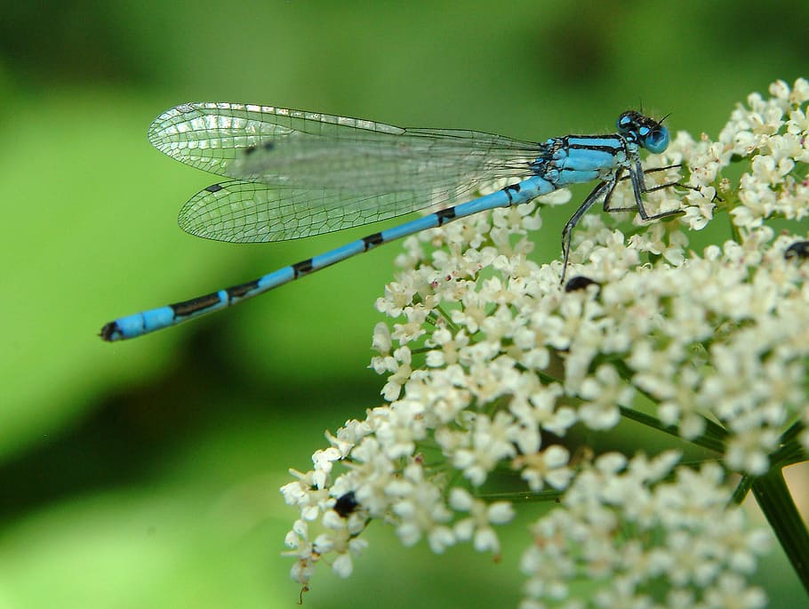 dragonfly, blue, insect, close, flight insect, wing, macro HD wallpaper