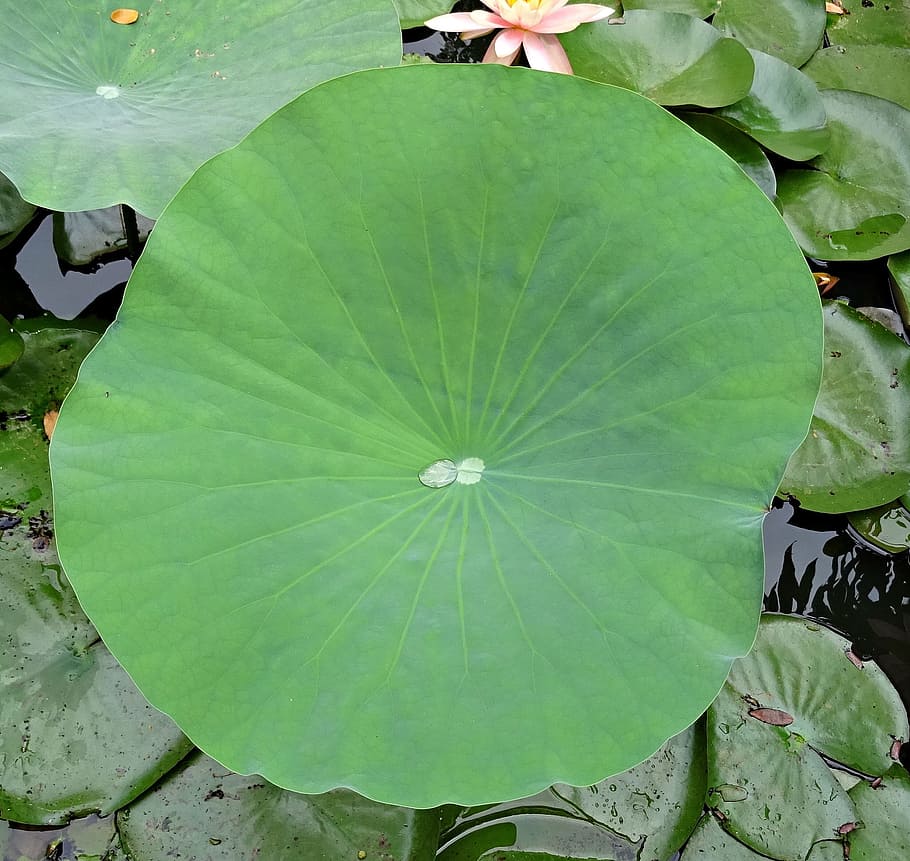 lotus, pad, leaf, water, droplet, pond, garden, plant, aquatic HD wallpaper