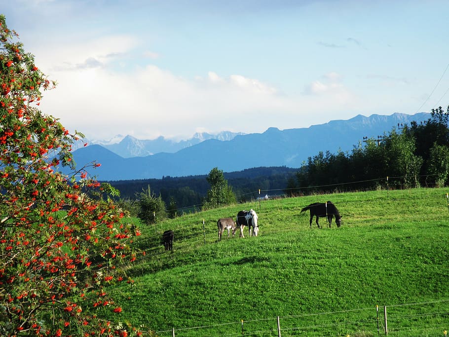 alpine, distant view, nature, autumn, upper bavaria, horses HD wallpaper