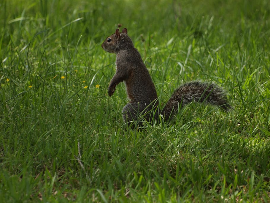 HD wallpaper: eastern, gray, squirrel, squirrels, north, america