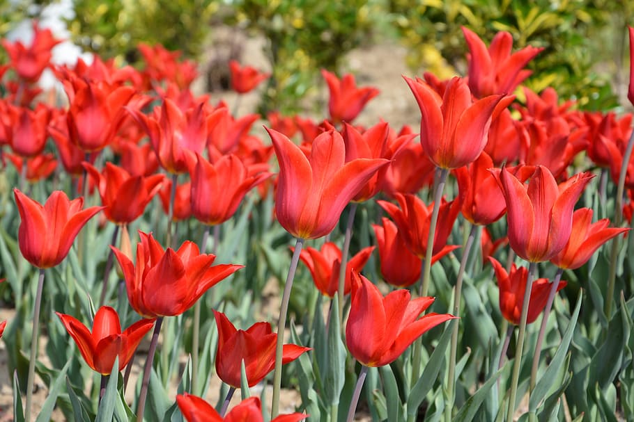 Tulips, Flower, Nature, Spring, Daisy, macro, spring flowers HD wallpaper