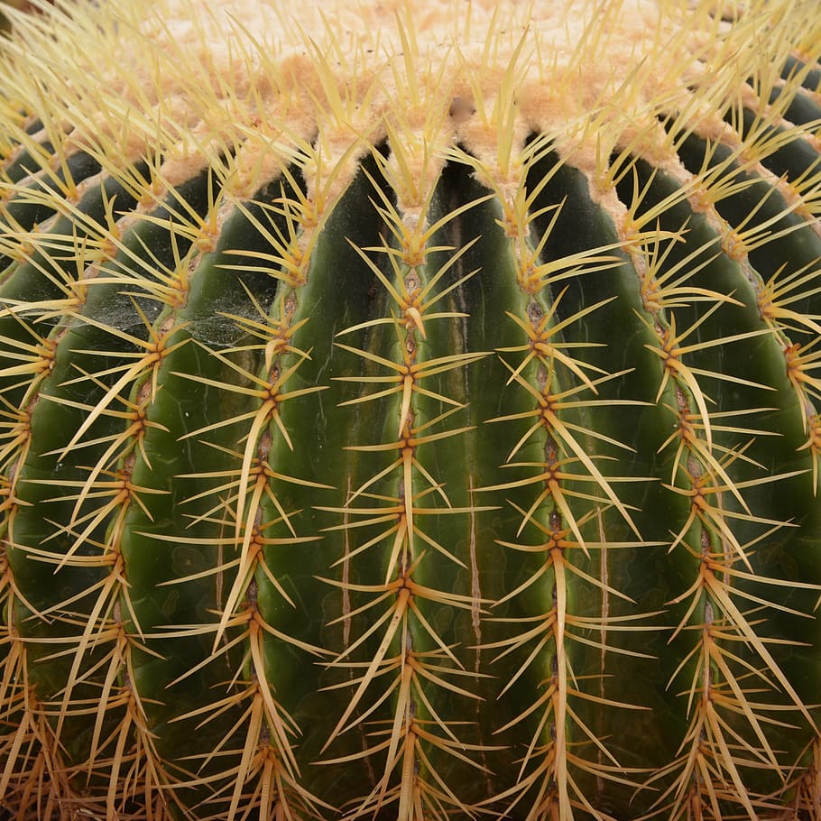 cactus, points, plant, garden, botany, spice, exotic, succulent plant HD wallpaper