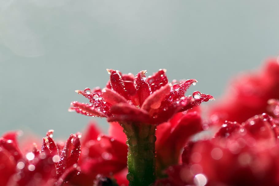 rubella, flower, red, macro, tiny, rosette, drops, water, rosa HD wallpaper