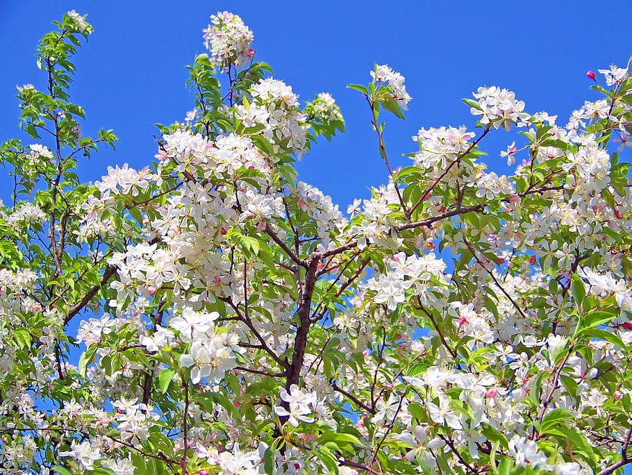 Spring, Blossoms, Flowers, Floral, sky, blooming, season, petal HD wallpaper