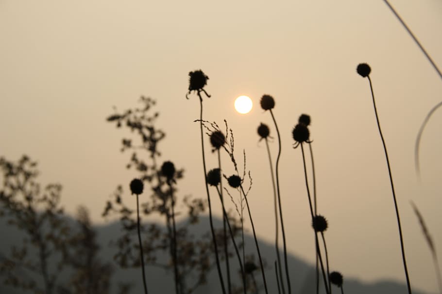 natural, sunset, china, plant, sky, silhouette, no people, nature HD wallpaper