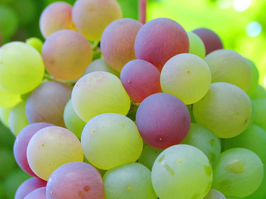 bunch of round fruit, Cluster, Bunch Of Grapes, Bower, garden, HD wallpaper