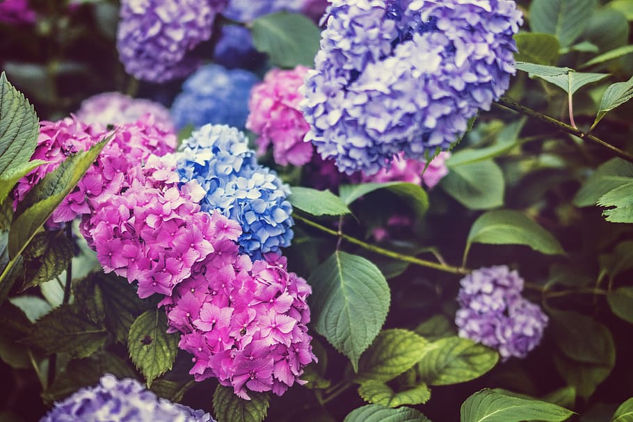 selective focus photo of pink, blue, and purple petaled flowers, HD wallpaper