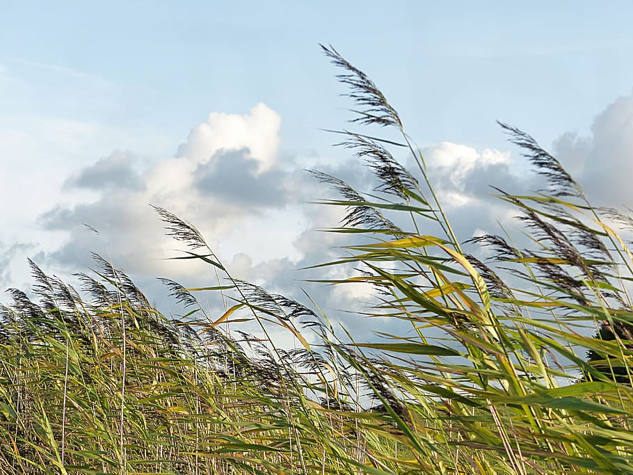 wheat field swept by wind, plant, grasses, dike, blue sky, clouds, HD wallpaper