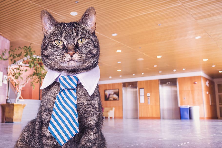 cat wearing necktie, animals, whimsical, lazy, boss, corporate