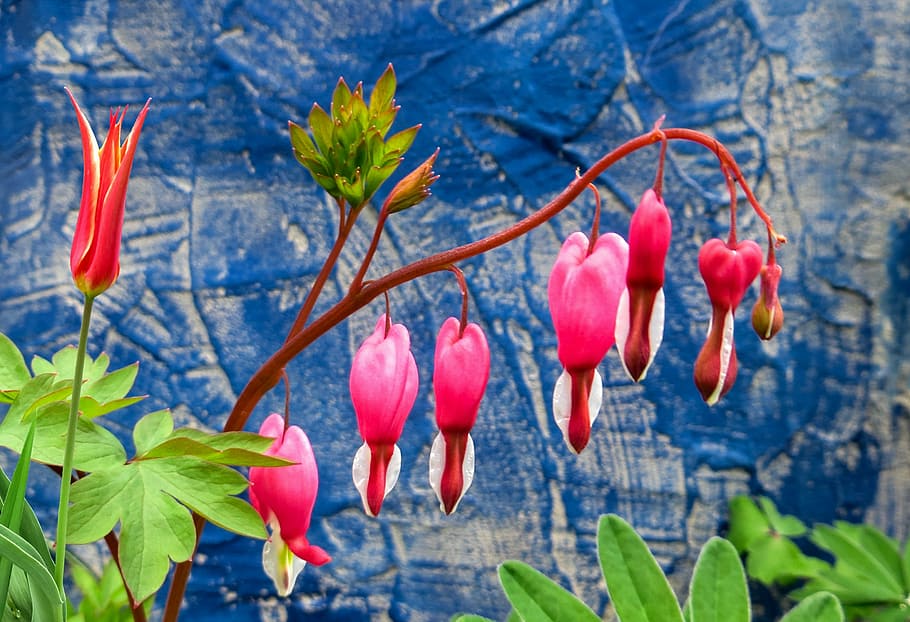 spring, spring flower, bleeding heart, macro, nature, blossom, HD wallpaper