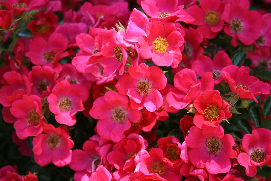 red, pink, flowers, spring, bloom, flowering plant, petal, fragility HD wallpaper