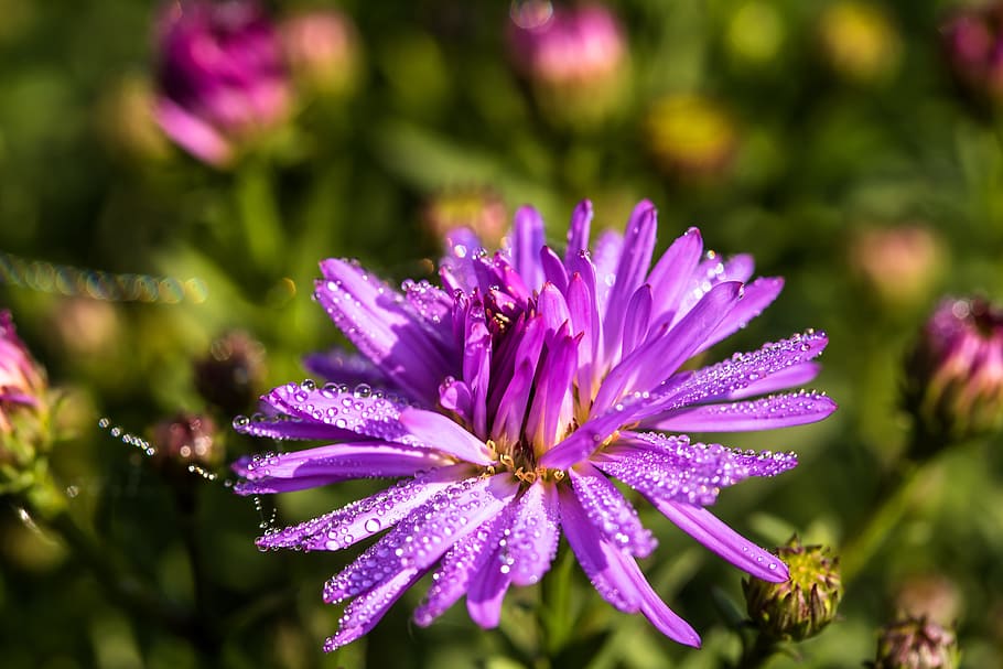 close-up photo of purple chrysanthemum flower with water droplets HD wallpaper