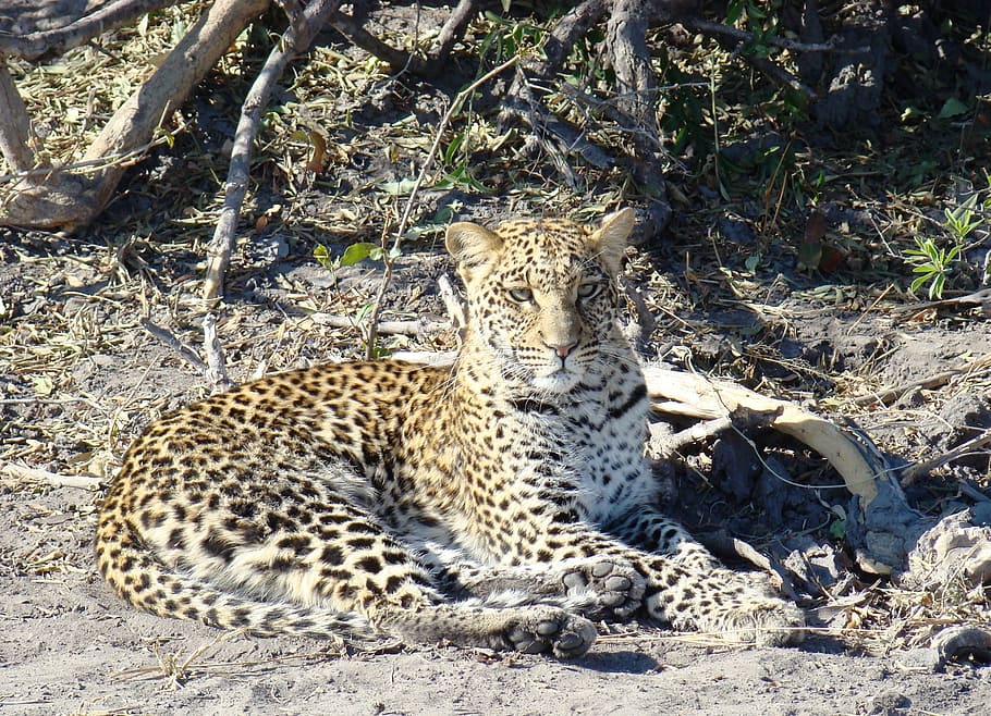 leopard resting on ground, safari, cat, botswana, africa, wildlife HD wallpaper
