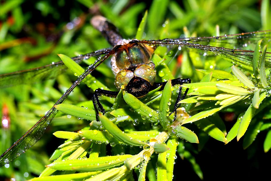 ważka, insect, animal wildlife, animals in the wild, invertebrate HD wallpaper