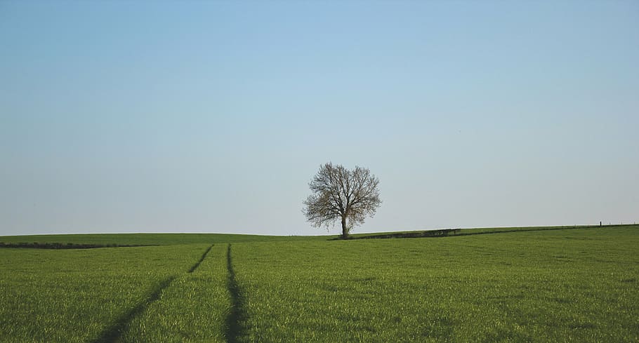 green plant field under blue sky, grass, one, tree, standing HD wallpaper