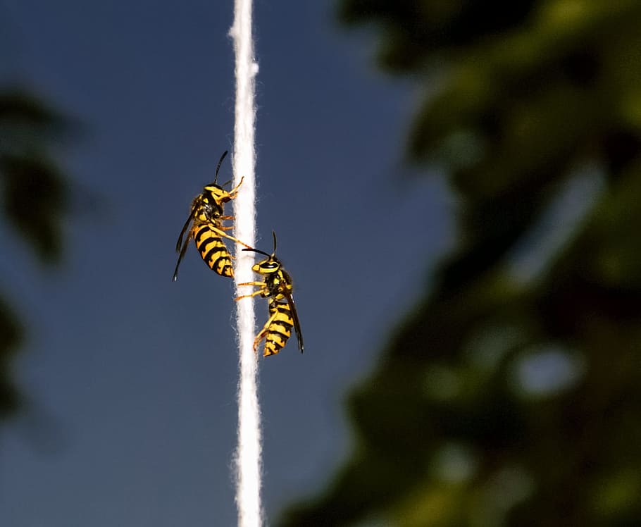 Bee, Wasp, Insect, String, Nature, yellow, macro, one animal HD wallpaper