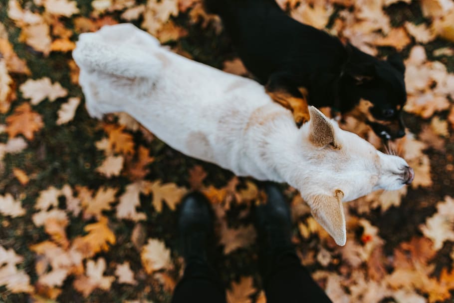 Autumn walk with dogs, leaf, leaves, animal, nature, outdoors, HD wallpaper