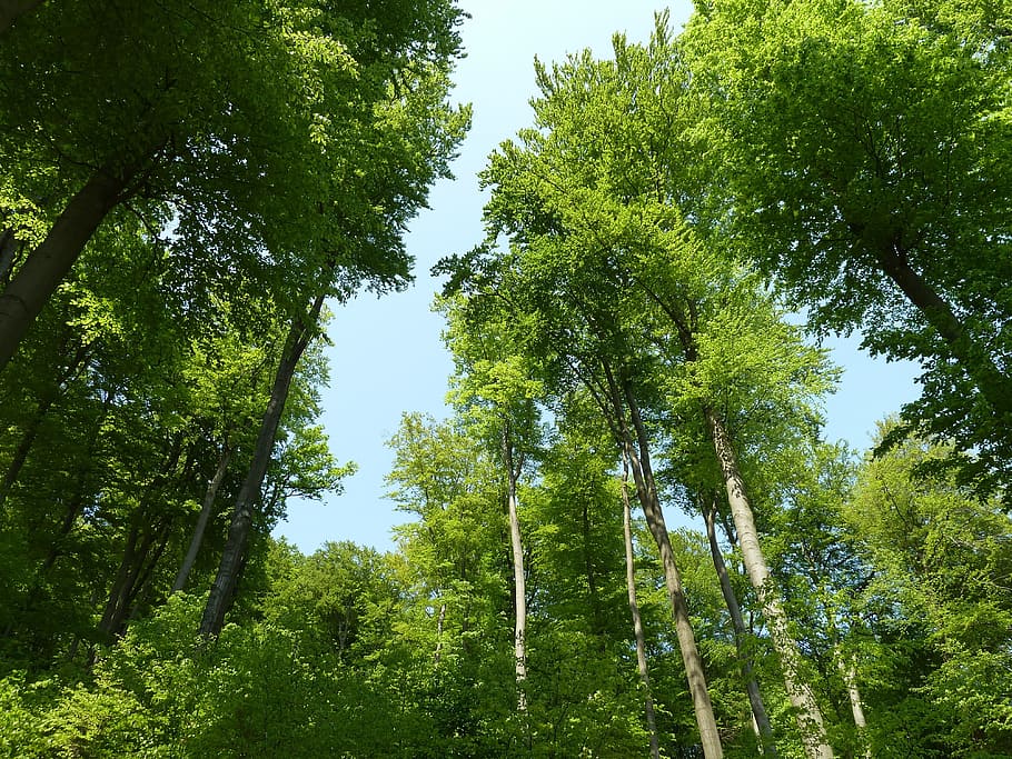 low-angle photography of green trees, beech wood, deciduous forest HD wallpaper