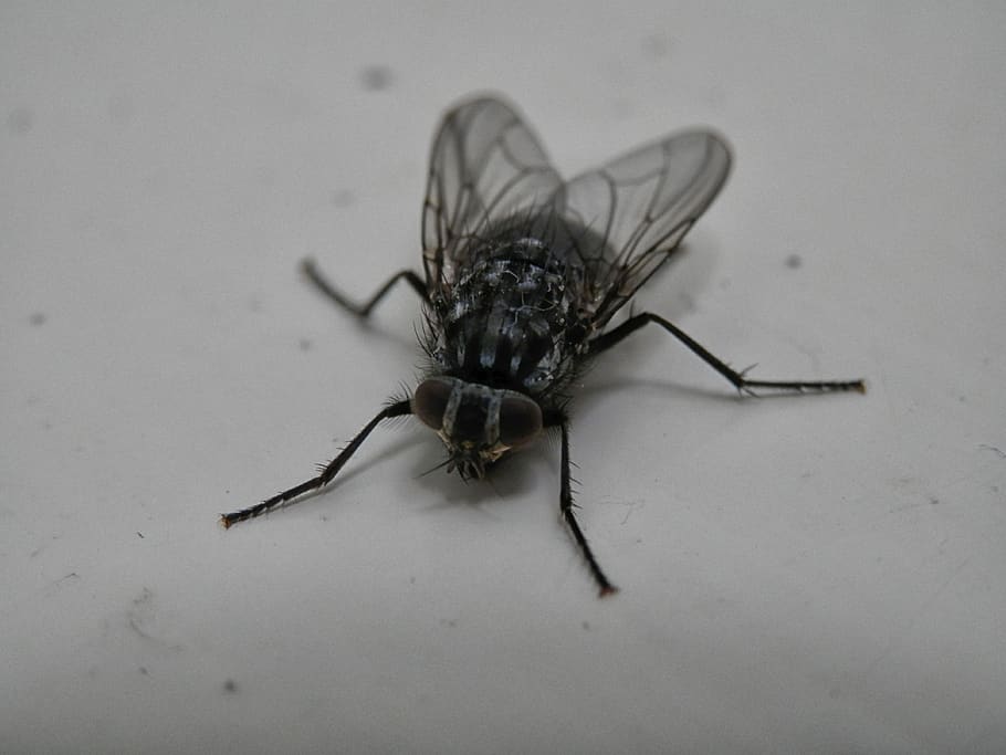 bluebottle, fly, insect, nature, bug, animal themes, invertebrate HD wallpaper