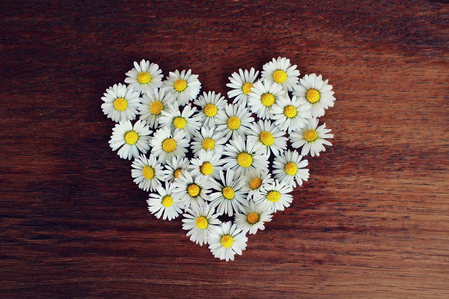 heart-shaped white Daisy flowers on tabl, daisy heart, love, heart shaped