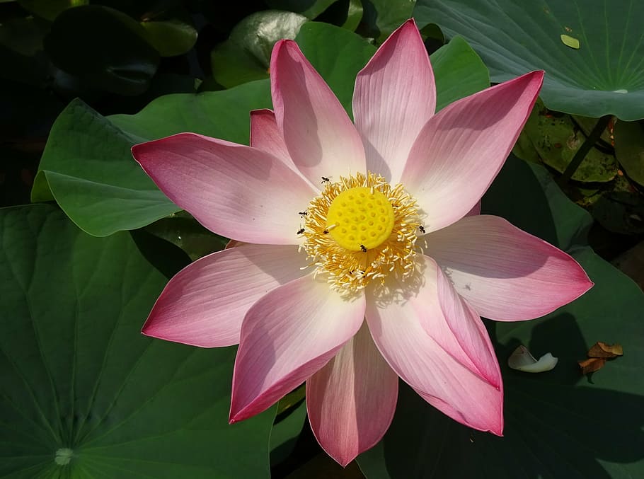 lotus, flower, pink, nelumbo, nucifera, stamen, pistil, sacred lotus