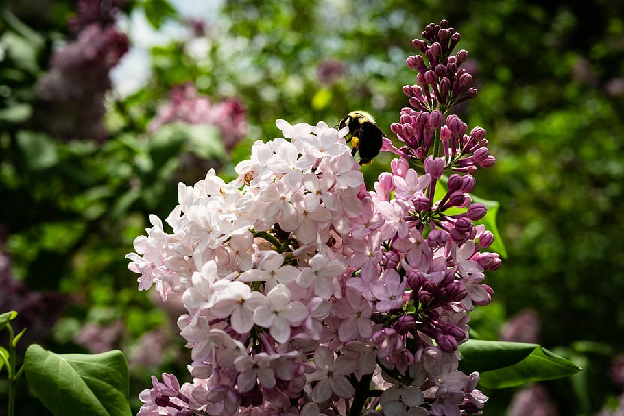 lilac, bee, flower, garden, spring, flowering plant, freshness HD wallpaper