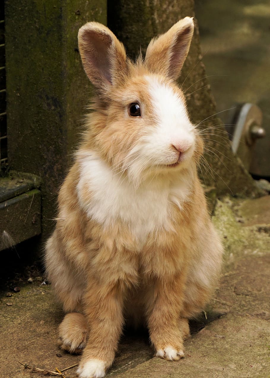 photo of hare beside tree, rabbit, pet, cute, animal, sweet, small hare, HD wallpaper