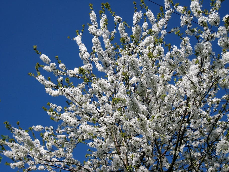 blossom, may, spring, bloom, white, tree, april, fresh, springtime HD wallpaper