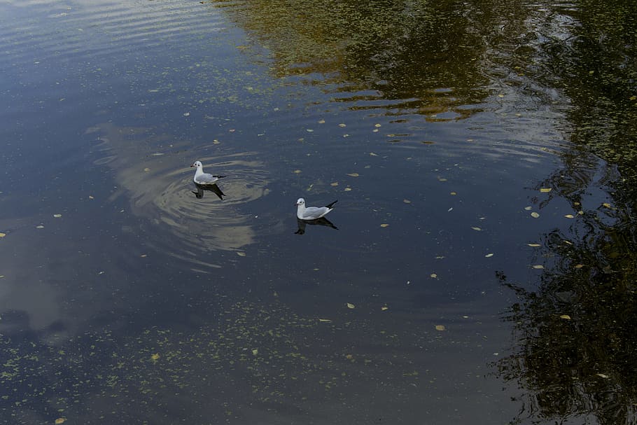 gulls, lake, park, animal wildlife, animals in the wild, water HD wallpaper