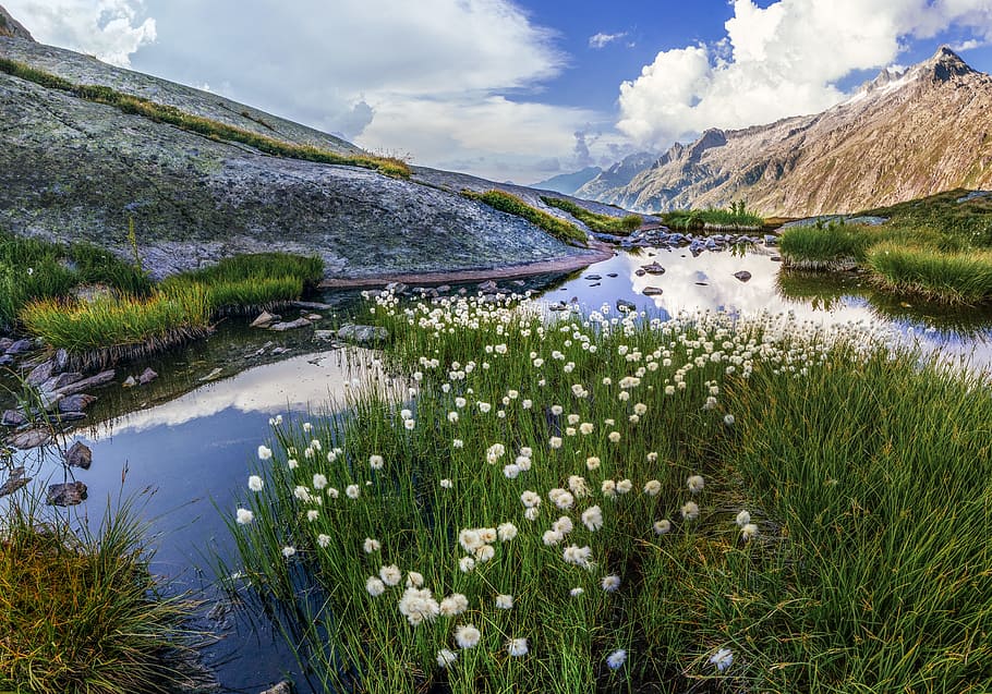 white and green plants on lake during daytime, white petaled flowers on body of water near green mountain under white clouds and blue skies at daytime