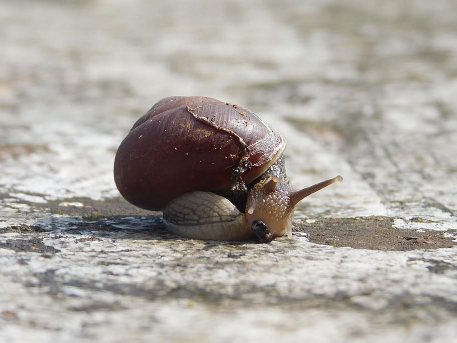 snail, sunlight, stone, mollusk, gastropod, invertebrate, animal wildlife HD wallpaper