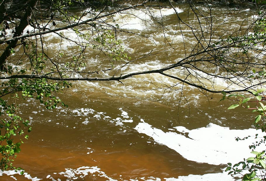 river, rapids, water, tree, plant, nature, day, forest, beauty in nature HD wallpaper