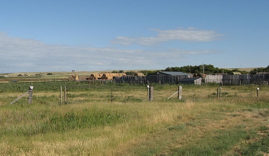 farm, ranch, ranching, cattle, beef, prairie life, sask, saskatchewan HD wallpaper