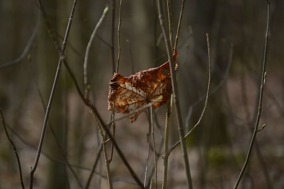 withered, maple, leaf, dry, nature, plant, plant part, focus on foreground HD wallpaper